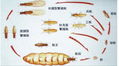 南京白蚁防治公司提醒业主没见白蚁为什么还要